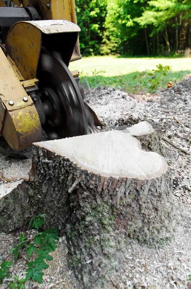 Stump Grinding Services Near Me