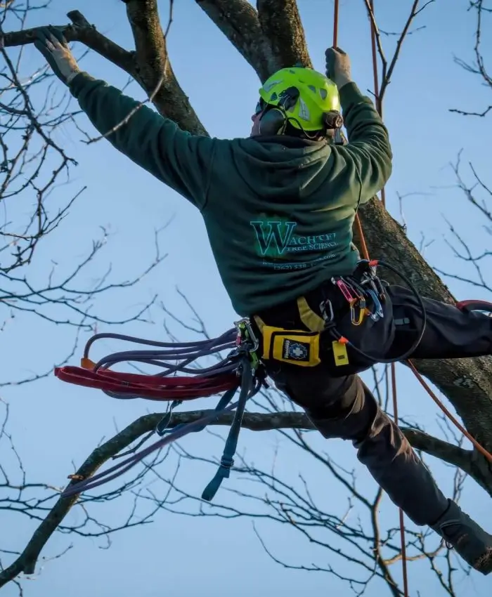 Tree Pruning Services Near Me