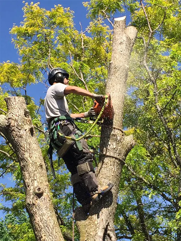 Tree Pruning Services Near Me