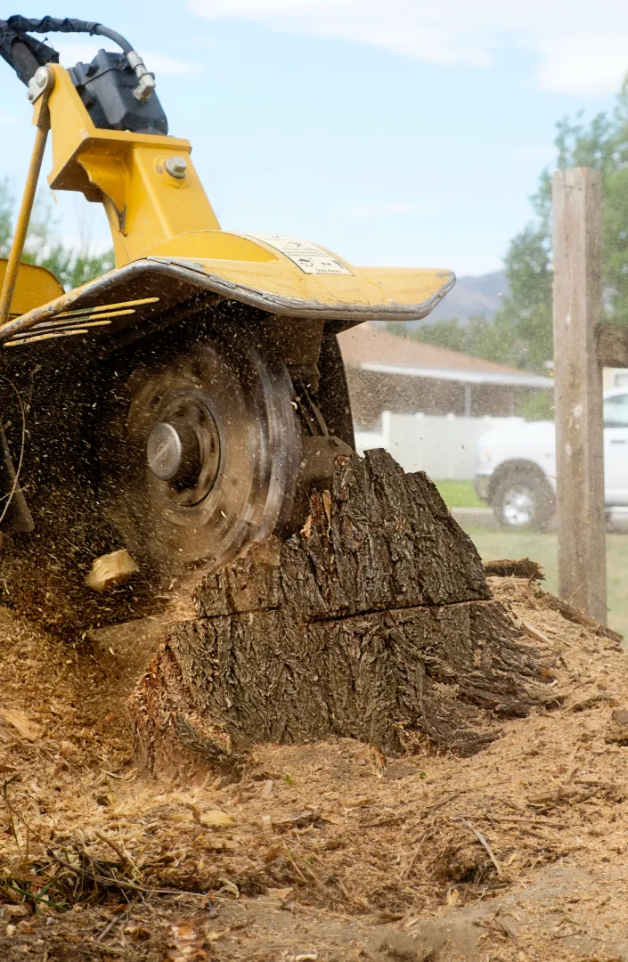 Stump Grinding Services Near Me