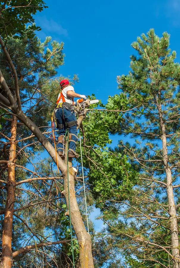 Tree Trimming Services Near Me