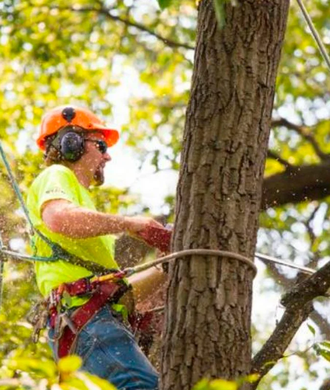 Tree Removal Services Near Me