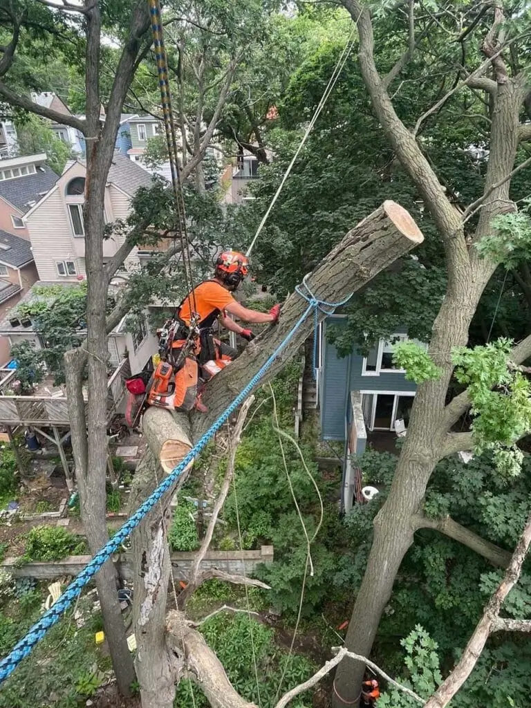 Tree Trimming Services Near Me In Evansville, IN