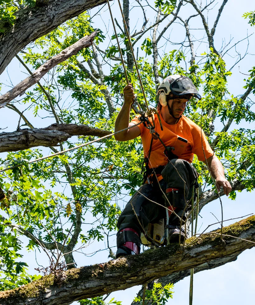 Tree Removal Services Near Me